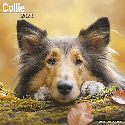 Collie Calendar 2024 (Square)